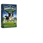 Border Collie Advent Calendar made of Acrylic
